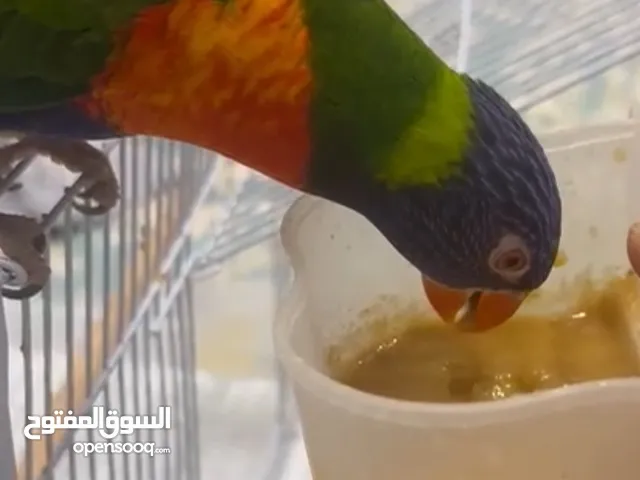طير ببغاء لوري