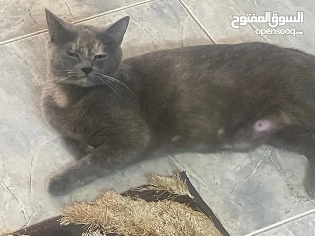 للبيع سكوتش فولد العمر 13 شهر تنفع للاطفال مطعمه-وإنجابها أنثى العمر شهر تنفع للاطفال- السوده للبيع