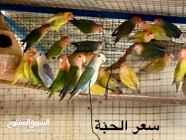 لافبيرد بالجملة 25 حبة