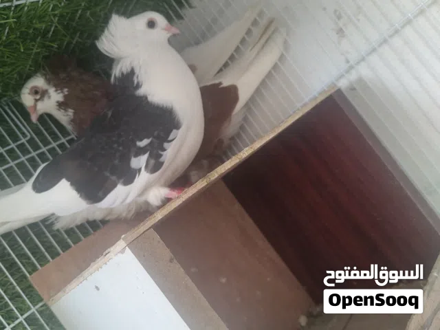 بيع انواع من الحمام