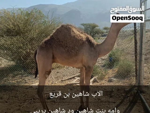 قعود البيع