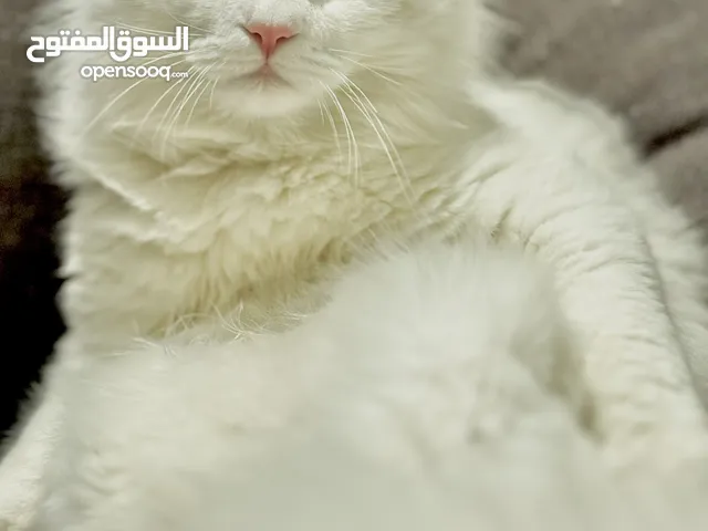 قط انغورا تركي ابيض ولد مع بوكس رمل