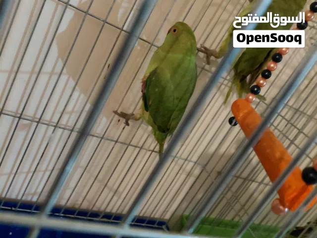 ببغاء درة أنثى وذكر