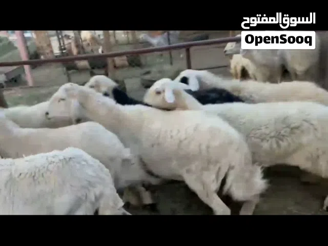 13 ضان دفيع