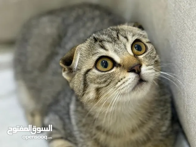 Scottish fold kitten yara