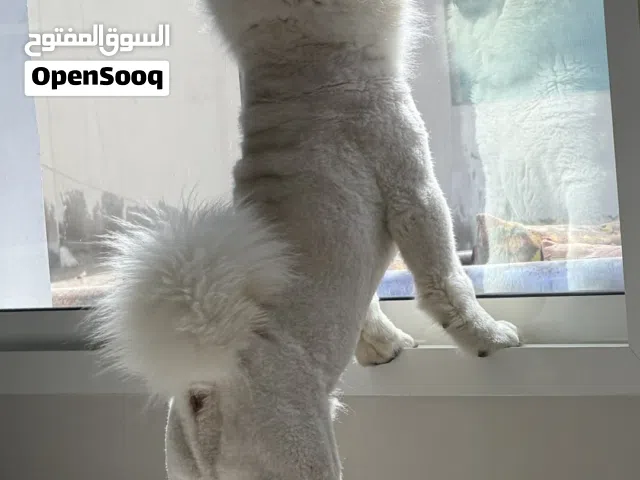 ,6 month old