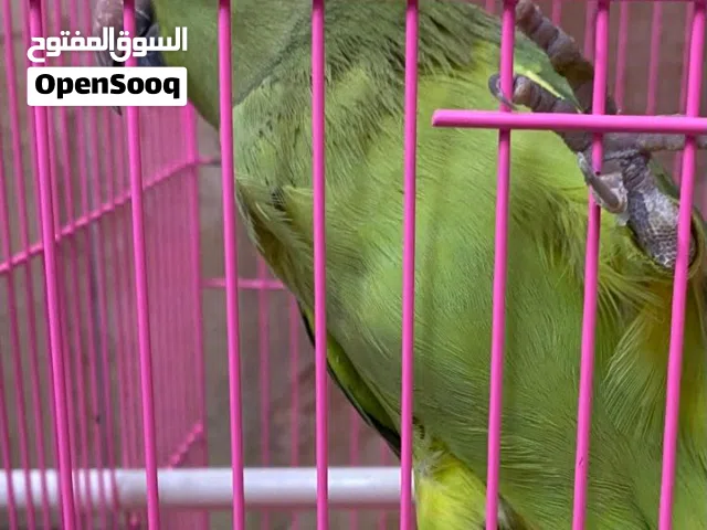 بيع ببغاء درة أنثى بسعر 30 ريال مع القفص