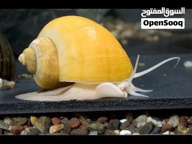 حلزونات تفاح زيبىا القاتل