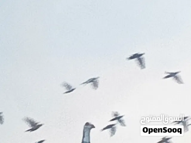 فراخ حمام مكاريش وفطم جديد