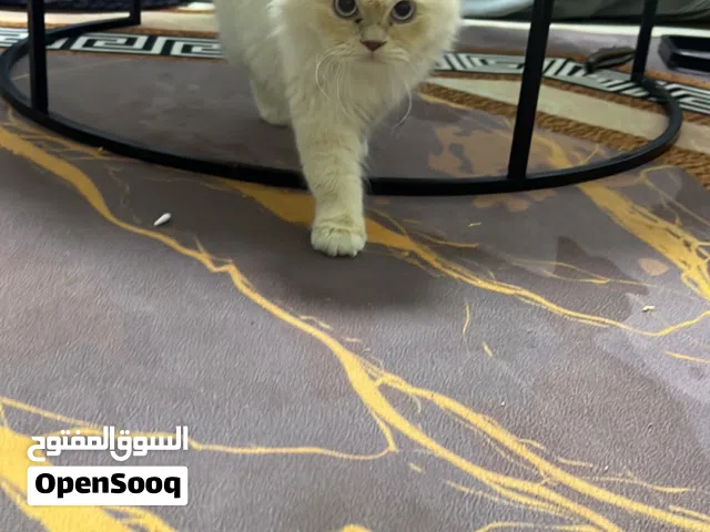 للبيع قطوه لعوبه والله
