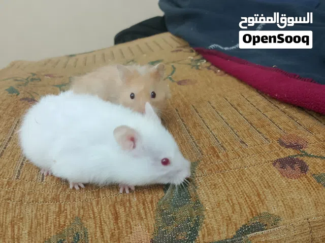 جوزين هامستر اليف للبيع حجم وسط