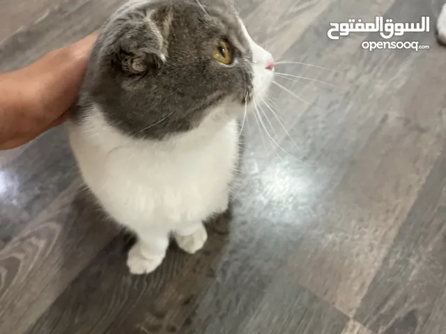 Cat for sale