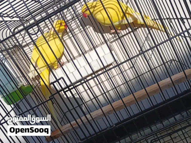 جوز ببغاء درة لاتينو منتج