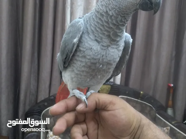 كاسكو فرخ عمرو 9 اشهر لسة ولا غيار بحكي 3 كلمات بخربط كلام كتير ونغمات ورنات تلفون سوبر سوبر