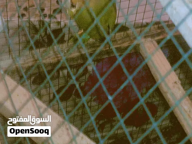 زوج قندوره الوصف