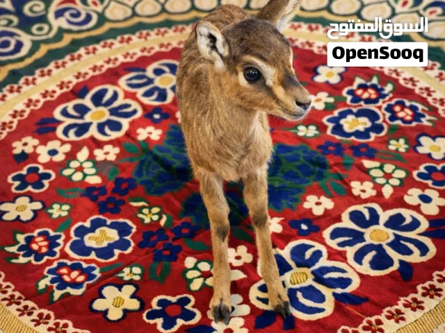 غزال الديماني عربي اصيل انثى