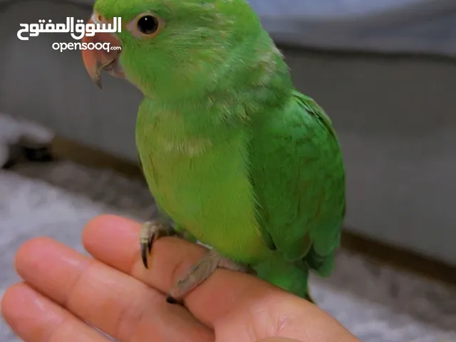 طير الدره هندي اخطر