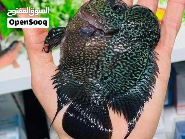 السلام وعليكم سمكة-(فلاورهورن)