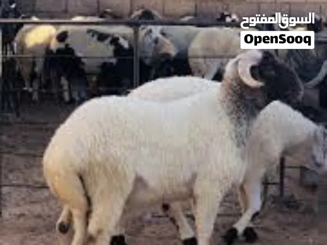 يوجد اغنام سعر حرق يبدا من 1500 الي 2550