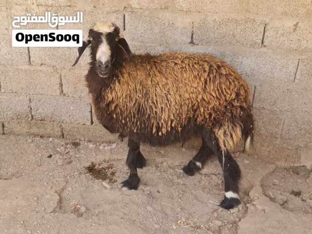 جاعدة مهجنه عاقر سمينة فول