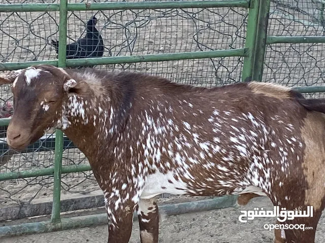 للبيع تيس چيكي قزم وتيس بربري بصحة ممتازة