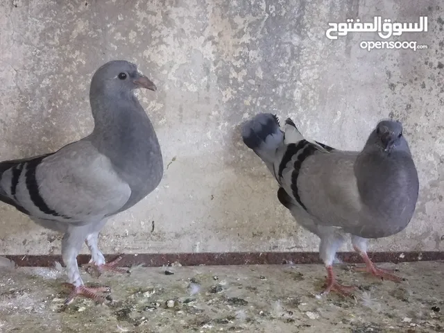 زغاليل زغاليل