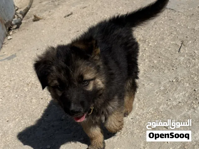جروه جيرمن ذكر عمره شهرين معه كرت مطاعيم