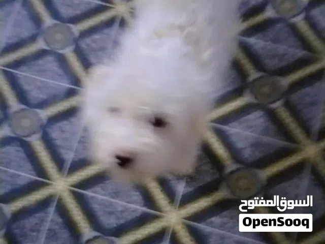 كلب اليف للبيع  المكان البصره الحيانيه اول لاين عل قائد