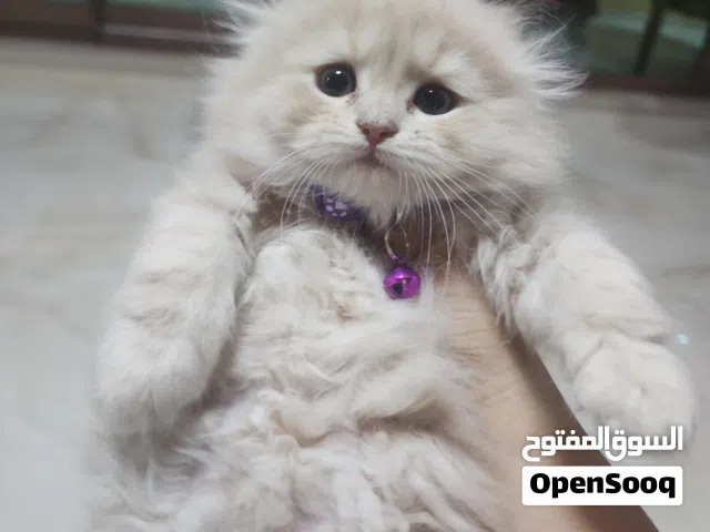 Cats and kittens