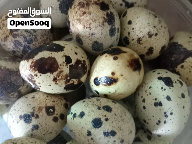 بيض السمان (الفري)