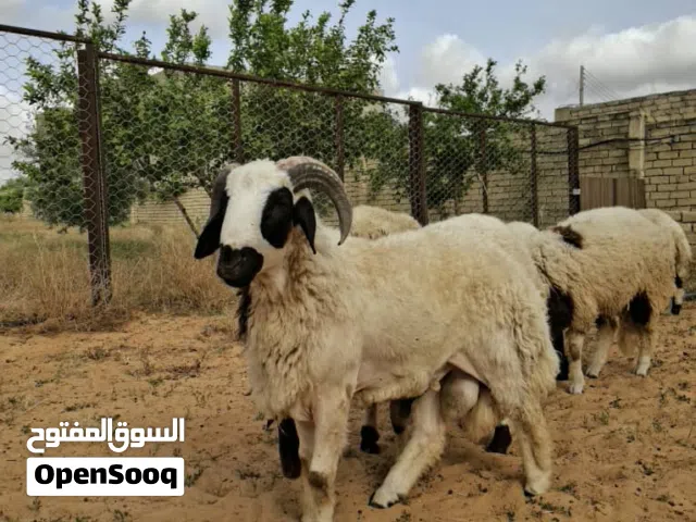 اضاحي عيد.