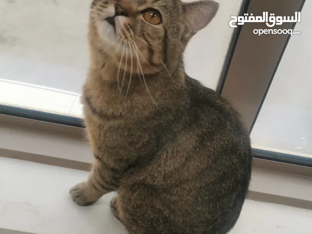 سكوتش ستريت للتبني