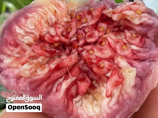 شتلات تين ممتازة
