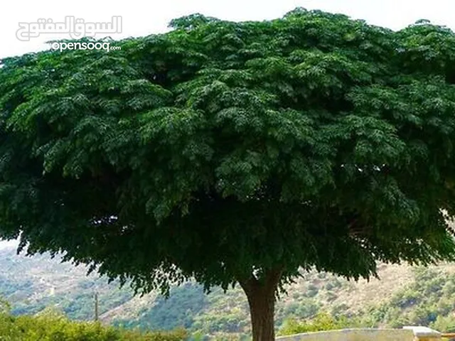 زنزلخت إيطالي انثى كثيف الأوراق بسعر ممتاز 3 دنانير فقط مزروع بتنك احجام ممتازة