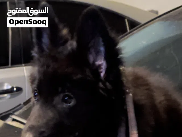 For Sale: Special Black German Shepherd Puppy