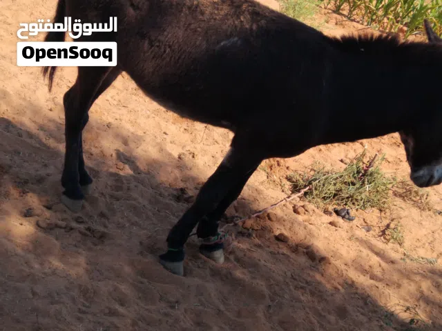 حمار للبيع المكان زليتن