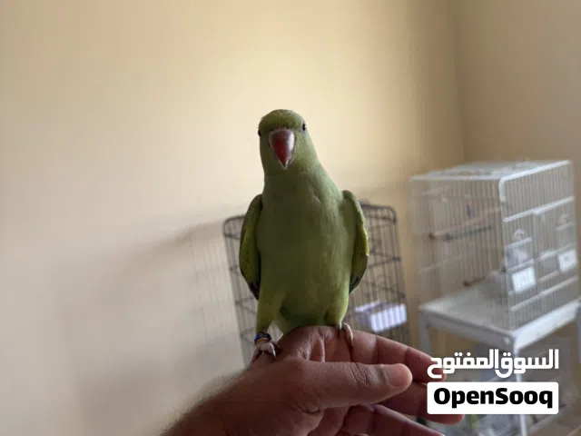 متو اخضر انتاج البحرين متعلم