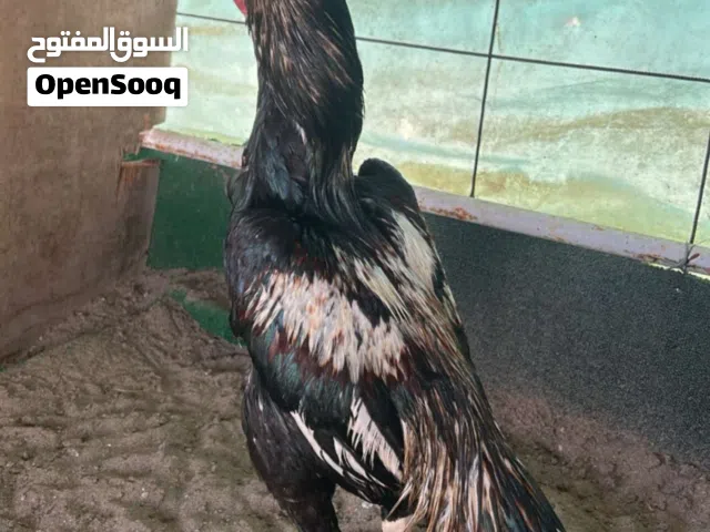 ديك للبيع او للبدل