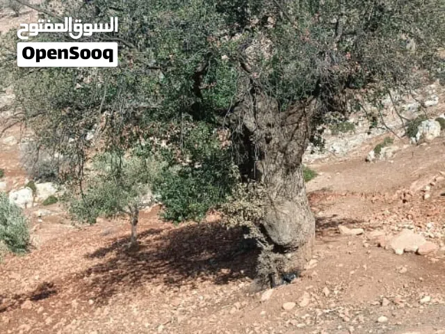 ارض للبيع 12 دونم كل 6 دونمات بقوشان مستقل