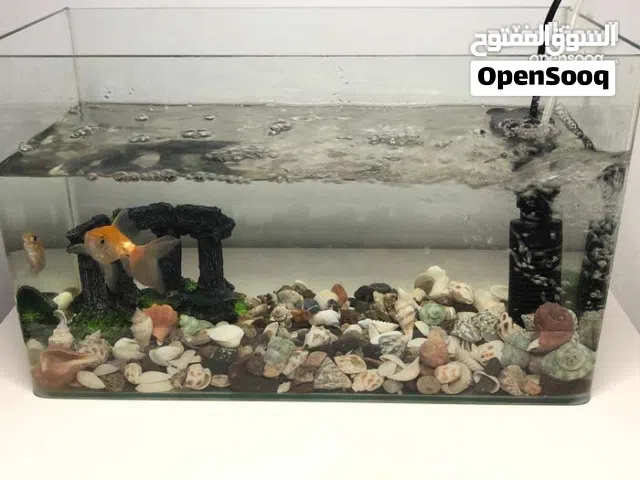 سمكة ذهبية مع حوض