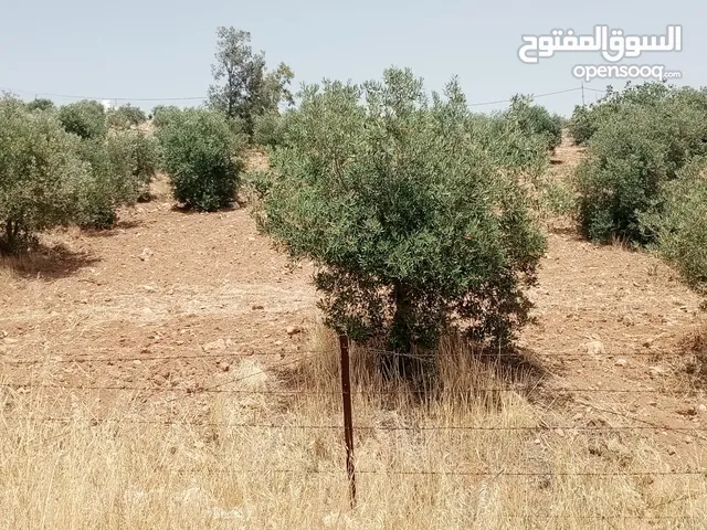 Farm Land for Sale in Zarqa Graiba