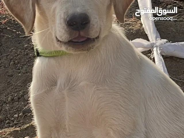 جرو لابرادور بيور عمر4 شهور