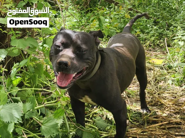 كلب بوتبل عمر اقل من سنه للبيع  لتواصل