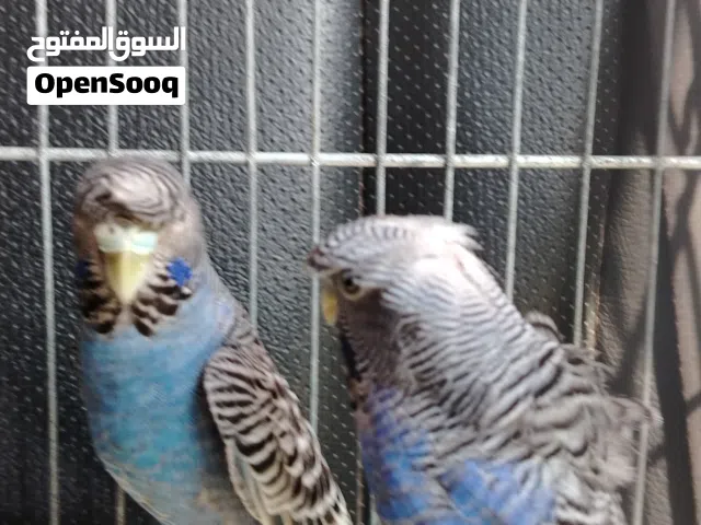 كوبية هوجو ذبل بلاك اللهم بارك