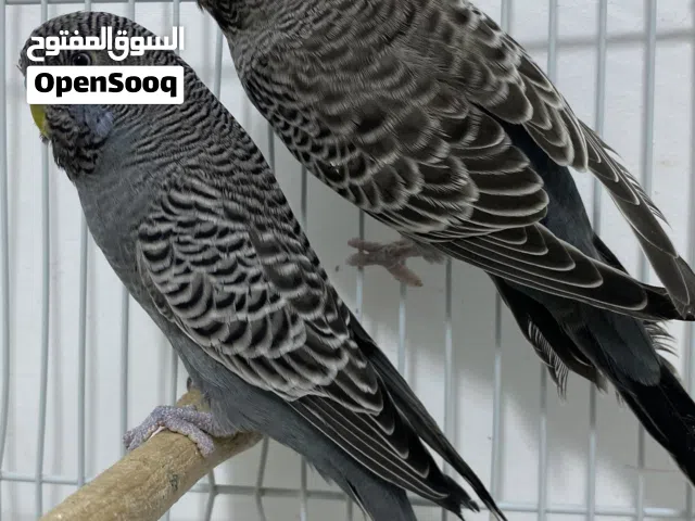 كوبية بلاك فيس رمادية حجم وصبغه ونضافه ربي يباركً
