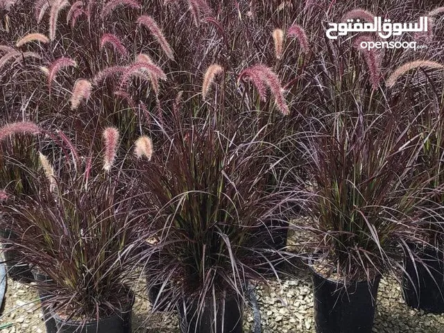 تنسيق الحدايق وشبكات الري وغرس النخيل والأشجار وجميع الشتلات الزراعية عقود صيانه شهرية وسنوية