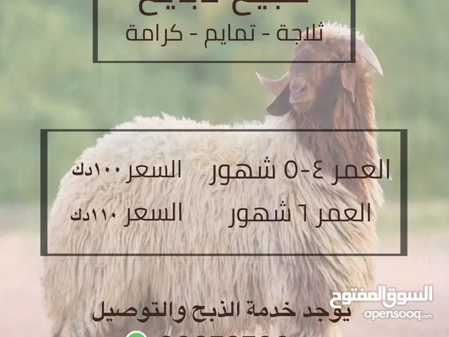 ذبايح تمايم ثلاجة كرامة