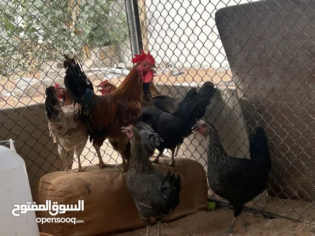 دجاج محلي بياض