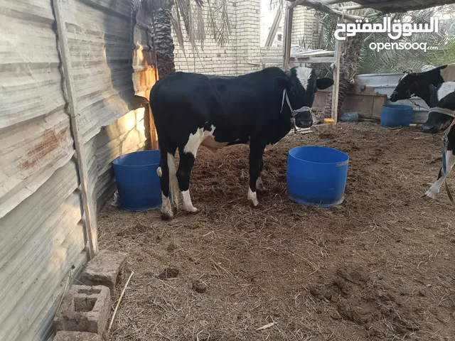 عجل استرالي 2500