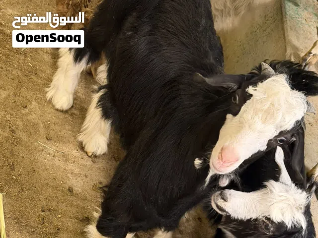 اغنام صوماليه و عمانيه